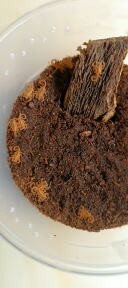 Tityus Stigmurus - 7