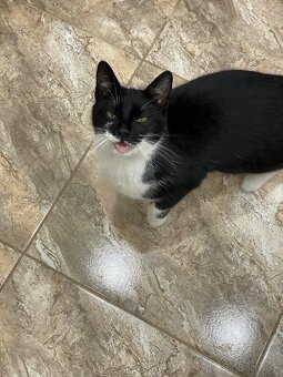 Darujem mačičku - 7