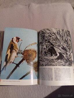 Veľký obrazový atlas vtákov - 7