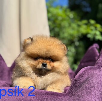 Pomeranian mini - 7