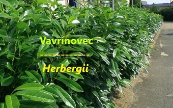 VAVRINOVEC,TUJA SMARAGD-Michalovce,Vranov,Tebisov,Humenne - 7