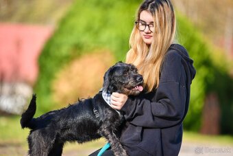 Darujem malú strapatú sučku Muriel - mix bradáč / jazvečík - 7