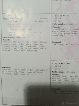 Nemecký ovčiak - 7