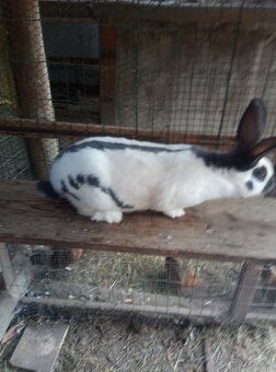 Nemecký obrovitý strakáč - 7