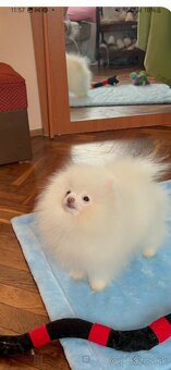 Pomeranian - 7