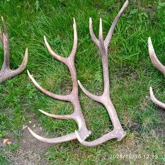 Trofeje a,parozie - 7