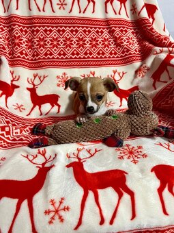 Šteniatko psík čivavy - 7