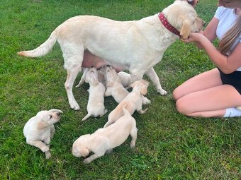 Šteniatko labrador - 7