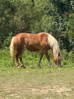 Haflinger a poník na predaj - 7