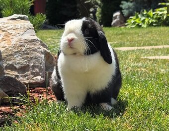🐰 MINILOP KRÁLIK - 7
