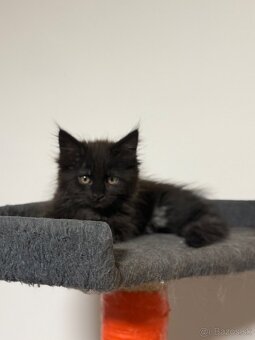 Maine coon - 7