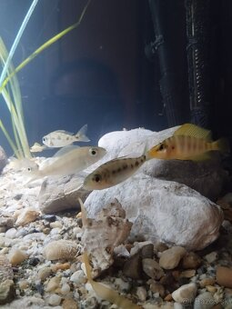 cichlida africká - 7