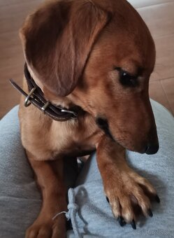 Jazvečík štandard   šteniatka - 7