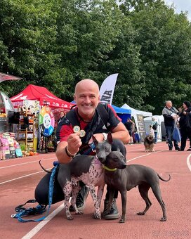 Americký bezsrstý teriér - štěně (fenka) - 7