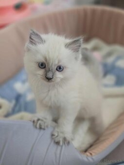 Ragdoll mačiatka - 7