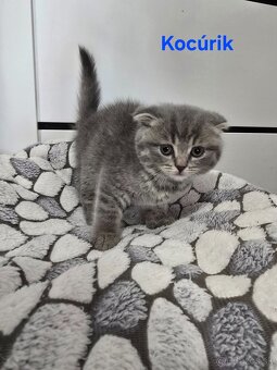 Škótske mačiatka - 7