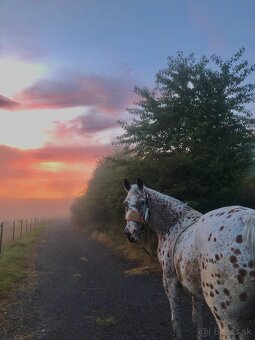 Appaloosa kobylka - 7