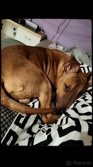 Bulterier x americký pitbull teriér - 7
