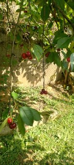 Chatka so záhradou - 7