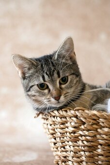 ❤ Dorka - jemná a zlatá dáma - 7