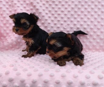 Yorkshire terrier - 7