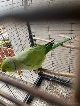 Alexander malý Samec (rozprávajúci) + klietka - 7