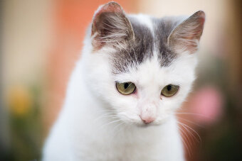 Objektív Fujian 50mm f/1.4 - 7