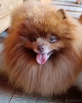 Šteniatka pomeranian špica čokoládové - 7