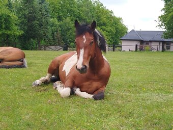 APH paint horse valach - 7