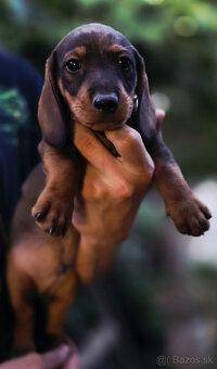 Jazvečík štandard šteniatko - 7