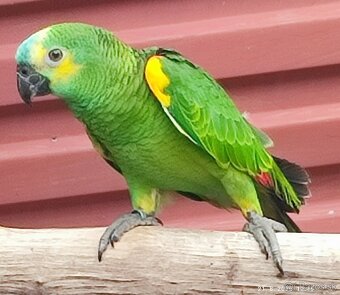 Amazoňan modročelý - 7