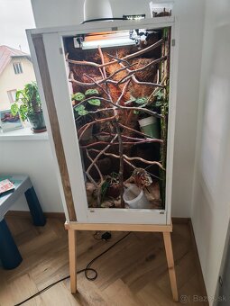 Chameleón pardali - 7