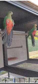 Papagáj kráľovský - 7