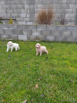 Pudl,pudlík,pudel Stredný - 7