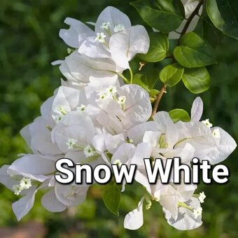 Bougainvillea,( bougainvillea, bugenvilea, bugenvila ) - 7