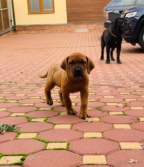 Tosa inu štěnata - přijímáme rezervace - 7