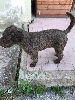 Lagotto romagnolo - 7