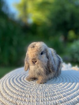 Mini Lop s VP - 7