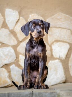 Louisiansky leopardí pes – šteniatka s PP - 7