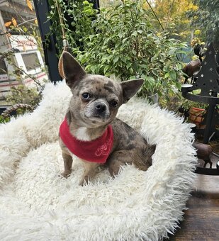 Šteniatka čivavy a jazvečíka s rodokmeňom na adopciu - 7