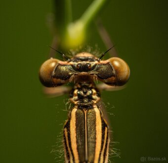 Pergear 60mm F2.8 II Ultra-Macro // Sony FE (Sony E) - 7