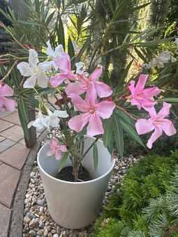 Oleander rôzne farby - 7