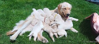 Golden Retriver šteniatka - 7
