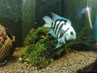 Polar blue parrot - 7
