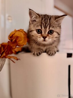 Skotska klapoucha macka s PP, scottish straight s PP - 7