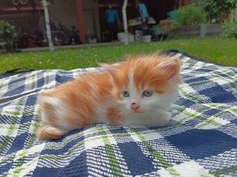 Maine coon - 7
