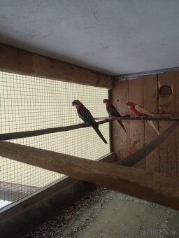 Papagáj spevavy, neoféma,rozela - 7