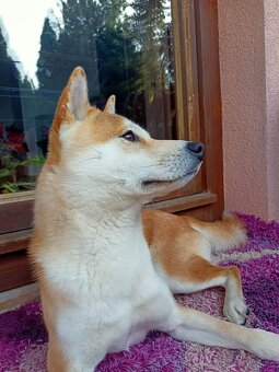 Shiba inu - 7