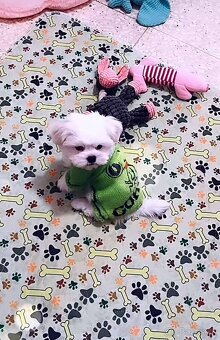 Mini Maltezak - 7