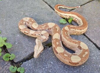 Boa imperator - Aztec Anery het VPI, VPI Jungle Aztec - 7